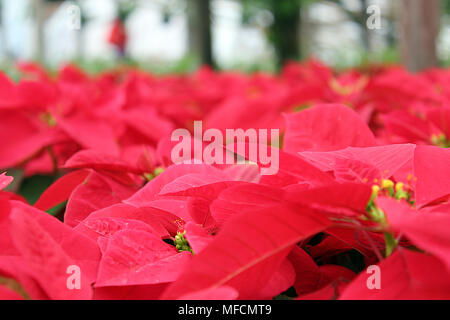 The poinsettia  is a commercially important plant species of the diverse spurge family (Euphorbiaceae). Stock Photo