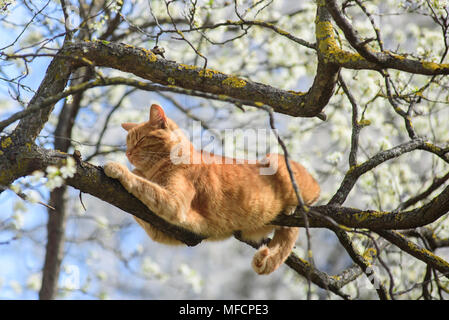 Cat sleeping best sale in tree