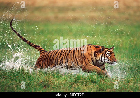 BENGAL TIGER Panthera tigris charging through water Stock Photo