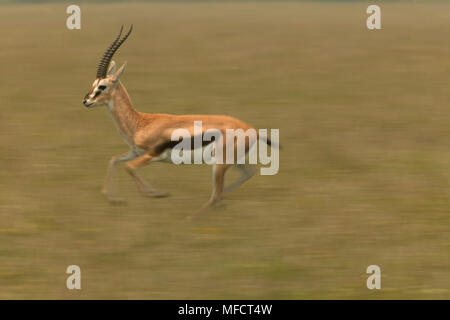 Male Thomson's gazelle (Gazella thomsonii) fighting, Masai Mara ...