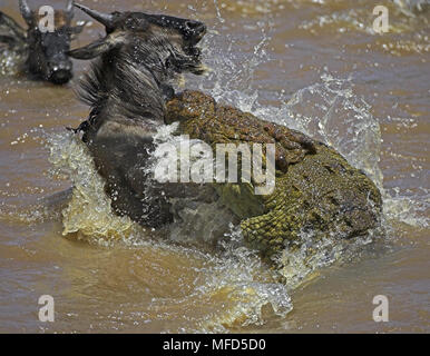 NILE CROCODILE Crocodylus niloticus attacking Wildebeest (Connochaetes taurinus) during migration river crossing Masai Mara, Kenya Stock Photo
