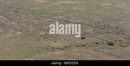 COMMON WILDEBEEST Connochaetes taurinus migrating across plains in long lines Masai Mara, Kenya Stock Photo