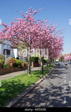 Pink cherry blossom trees (Prunus serrulata) on Staveley Road in Chiswick, west London, UK Stock Photo