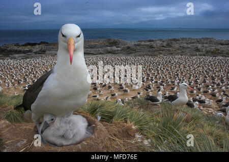 BLACK-BROWED ALBATROSS Diomedea melanophris with chick on nest in huge colony Steeple Jason, Falkland Islands. Highly commended in BBC Wildlife Photog Stock Photo