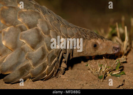 Foraging Behaviour Of The Cape Pangolin Manis Temminckii In The Sabi Sand Wildtuin
