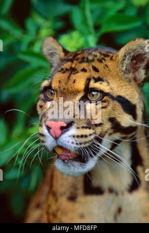 CLOUDED LEOPARD Neofelis nebulosa portrait of male UK Stock Photo