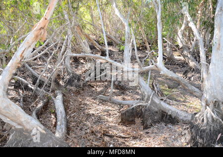 mangrove flats cockle bay, magnetic island Stock Photo