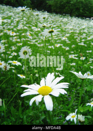 Beautiful camomile field. Oil Painting Stock Photo