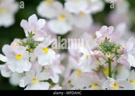 Close up shot of pretty white and pink herbaceous perennial. Stock Photo