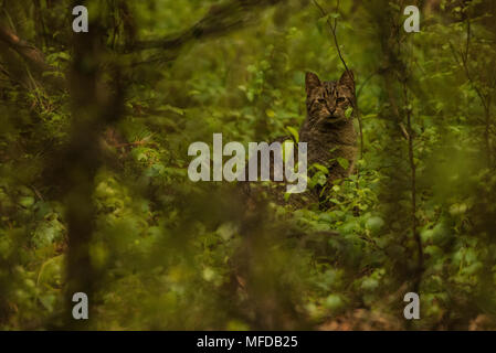 A feral cat in the forest near Greenville, NC.  Outdoor cats are a serious threat to populations of native wildlife and kill untold amounts each year. Stock Photo