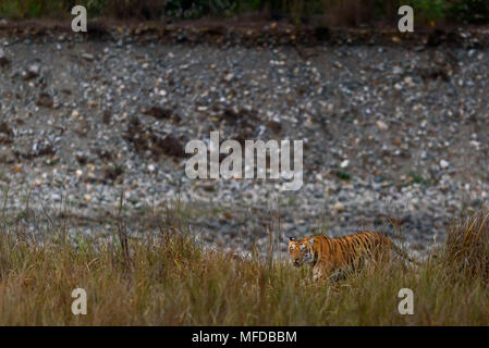 Royal bengal tiger in habitat Stock Photo