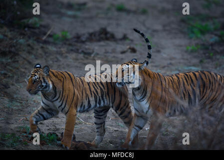 Royal Bengal Tiger Stock Photo