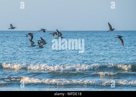 Longrock, near Marazion, Cornwall, UK. 25th April 2018. UK Weather. A flock ( or 'Fling')  of Whimbrel, who pass through Cornwall in April and May, on the beach this morning at Longrock. Credit: Simon Maycock/Alamy Live News Stock Photo