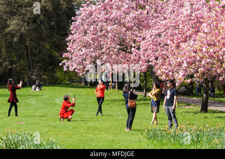 People enjoy sunny morning beneath a canopy of cherry blossom in Greenwich Park, London, England, United Kingdom, UK Stock Photo