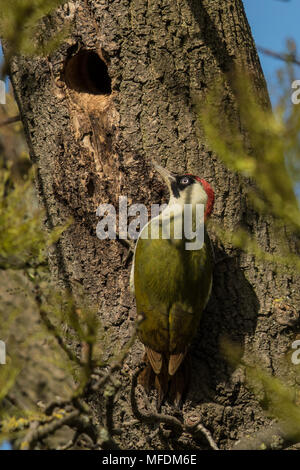 London, UK. 25 April 2018. An adult green woodpecker burrows a nest hole in a tree on Peckham Rye common. David Rowe/Alamy Live News Stock Photo