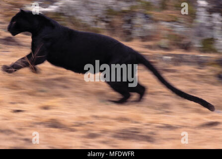 BLACK PANTHER Panthera pardus running Stock Photo