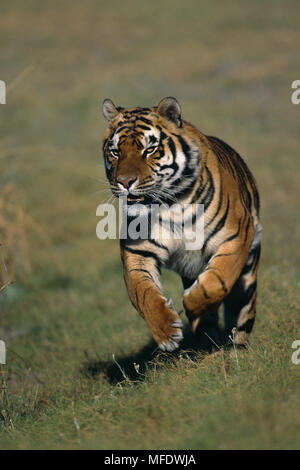 BENGAL TIGER running  Panthera tigris tigris Endangered species Stock Photo