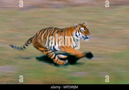 BENGAL TIGER running  Panthera tigris tigris Endangered species Stock Photo