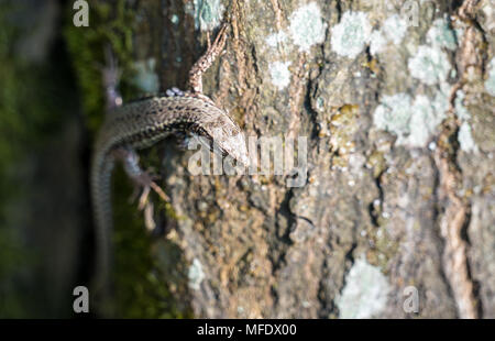 Common lizard on a trunk in the Palatinate Forest. Germany Stock Photo