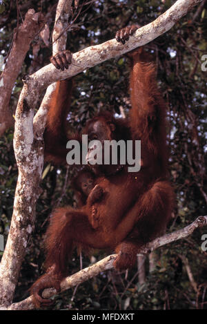 BORNEAN ORANGUTAN female  Pongo pygmaeus with young. Tanjung Puting National Park,  Kalimantan, Borneo. Stock Photo