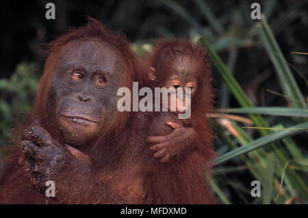 BORNEAN ORANGUTAN mother & young           Pongo pygmaeus Tanjung Puting National Park,  Kalimantan, Borneo. Stock Photo