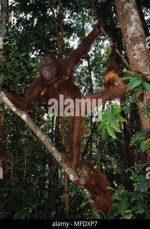 ORANGUTAN female on branch, Pongo pygmaeus  with young. Tanjung Puting National  Park, Kalimantan, Borneo Stock Photo