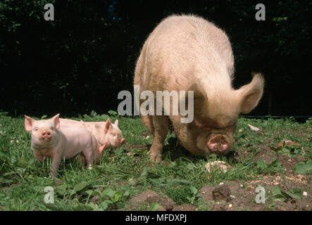 MIDDLE WHITE SOW & PIGLETS Kent, UK Stock Photo