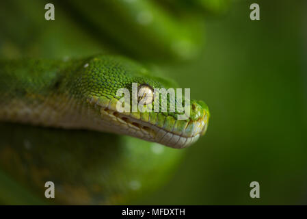 Green tree python with a matching green background / Green snake / Morelia viridis Stock Photo