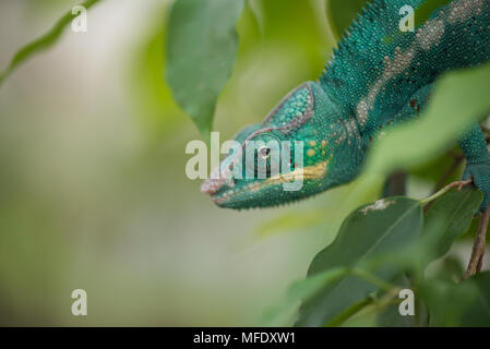 Panther chameleon with bright colors / furcifer pardalis / Madagascar wildlife / Nosy be / chameleon in leaves / blue chameleon Stock Photo