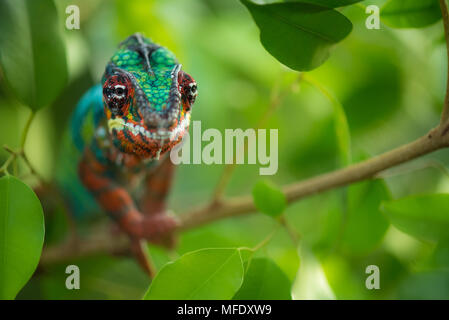 Panther chameleon with bright colors / Ambilobe / Madagascar wildlife / Furcifer pardalis / chameleon on branch