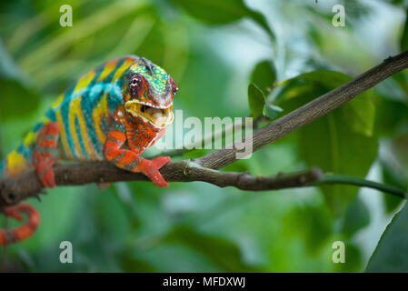 Panther chameleon with bright colors on a branch / colorful chameleon / Furcifer pardalis / Chameleon open mounth  / Madagascar wildlife Stock Photo