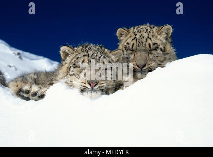 SNOW LEOPARDS Panthera uncia two young in snow Endangered species Stock Photo