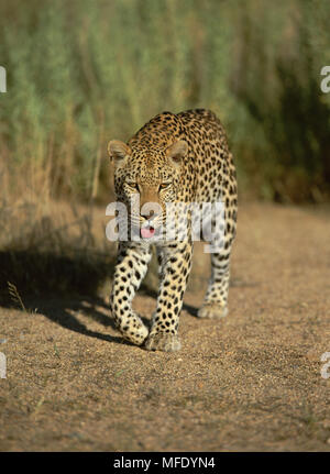 AFRICAN LEOPARD Panthera pardus Namib Nakluft Desert, Namibia Stock Photo