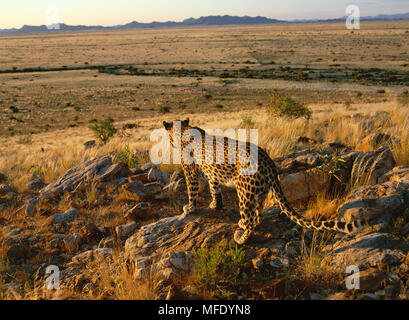 AFRICAN LEOPARD Panthera pardus Namib Nakluft Desert, Namibia Stock Photo