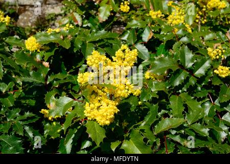 Mahonia Golden abundance or Barberries two season plant with yellow flowers in spring and purple berries in autumn Stock Photo