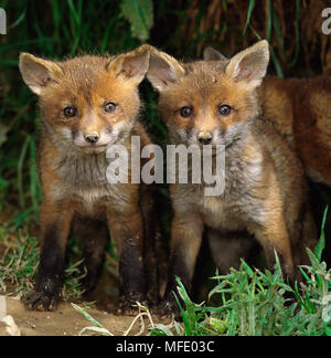 EUROPEAN RED FOX cubs Vulpes vulpes at entrance to den Stock Photo