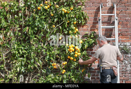 English Heritage Gardener Nigel Brown Harvests An Orange Tree In The Walled Gardens Of Queen Victoria S Osborne House East Cowes Isle Of Wight Which Has Produced Fruit For The First Time Following
