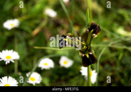 wild black iris on a background of blurred green grass and white daisies Stock Photo