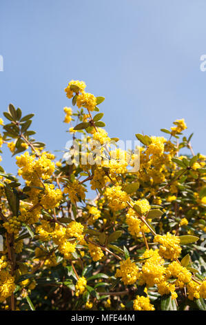 Heavy laden clusters of brilliant mustard yellow axillary flowers of thorny shrub barberry attracting lots of bumble bees with dark green foliage Stock Photo