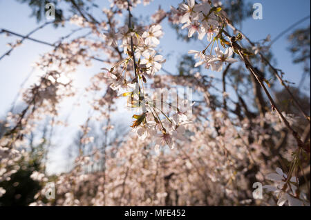 Backlit snowfall flowering cherry tree with sunshine making the blossom flowers glow against late spring sunshine setting sun Stock Photo