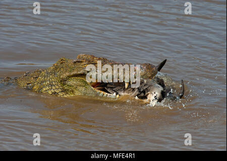 Crocodiles eating wildebeest, Masai Mara, Kenya Stock Photo - Alamy