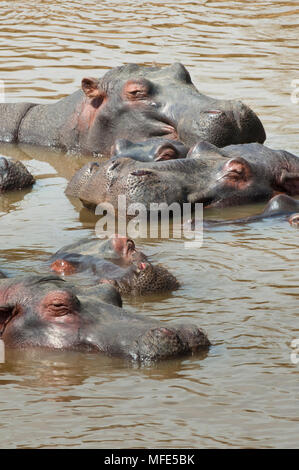 A pod of hippopotamus rest in the Mara River; Hippopotamus amphibius, Masai Mara, Kenya. Stock Photo