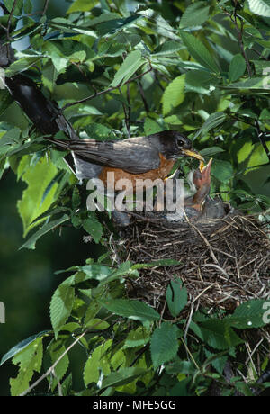 AMERICAN ROBIN Turdus migratorius feeding young in nest