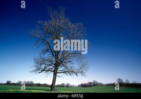 PIGNUT HICKORY  Carya glabra  leaves emerging in spring Stock Photo