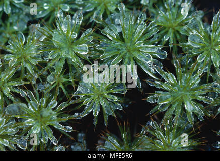 ICE ON HAIRCAP MOSS Polytrichum commune Stock Photo