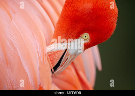Red Caribbean flamingo close-up head detail Stock Photo