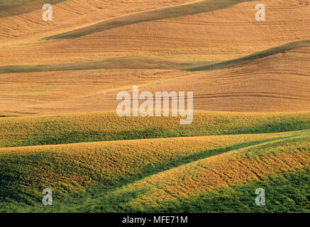 CROP PATTERNS  in fields  Palouse Area, eastern Washington,  north western USA Stock Photo