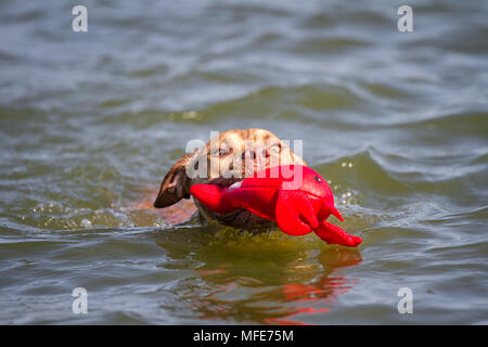 Young Working Pit Bulldog swimming and fetching a toy Stock Photo