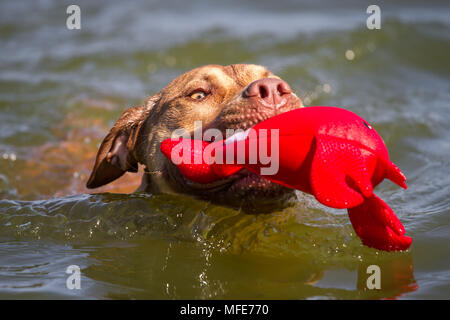 Young Working Pit Bulldog swimming and fetching a toy Stock Photo