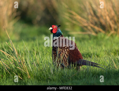 Pheasant enjoying the last rays of sunlight, at Windmill Farm, on the Lizard Peninsula, Cornwall, UK Stock Photo